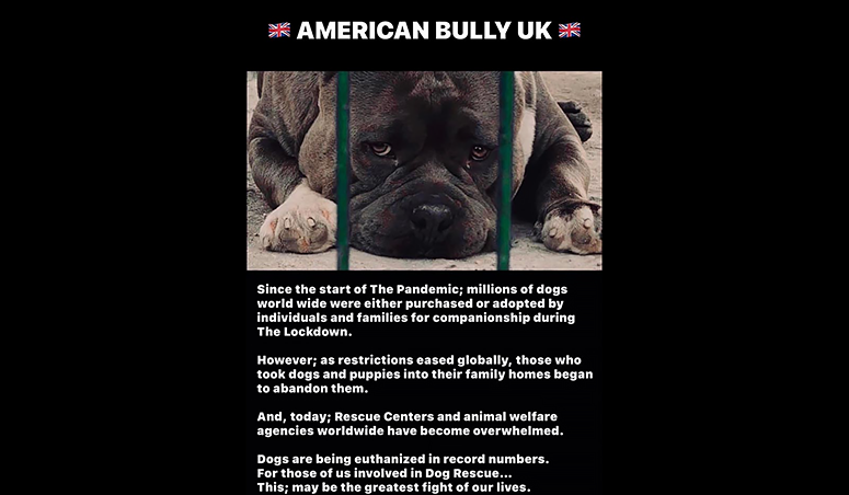 American Bully Adoption